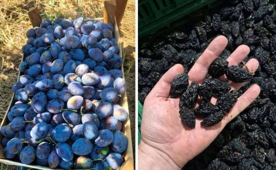 De la producția de prune la export: o afacere extinsă cu sprijin IFAD - agroexpert.md