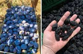 De la producția de prune la export: o afacere extinsă cu sprijin IFAD - agroexpert.md
