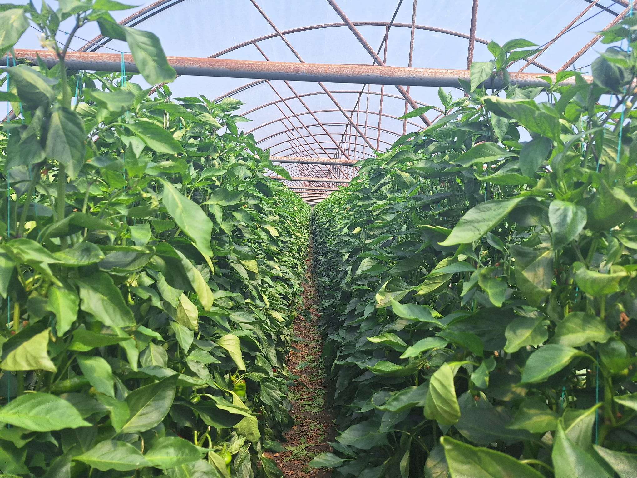 Protejarea calității legumelor din solar până la consumatori - agroexpert.md