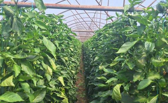 Protejarea calității legumelor din solar până la consumatori - agroexpert.md
