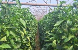 Protejarea calității legumelor din solar până la consumatori - agroexpert.md