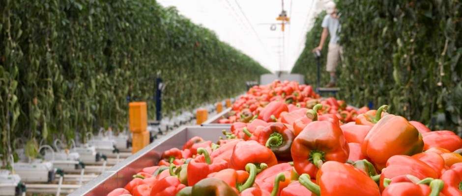 Grupurile de producători ar putea dispărea din 2027 - agroexpert.md