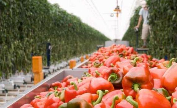 Grupurile de producători ar putea dispărea din 2027 - agroexpert.md