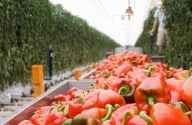Grupurile de producători ar putea dispărea din 2027 - agroexpert.md