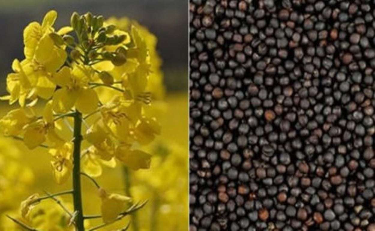Страны Южной Америки могут увеличить производство рапса до 1,6 млн тонн - agroexpert.md