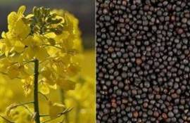 Страны Южной Америки могут увеличить производство рапса до 1,6 млн тонн - agroexpert.md
