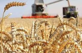 В сезоне 2026/27 мировое производство пшеницы сократилось на 3% - agroexpert.md