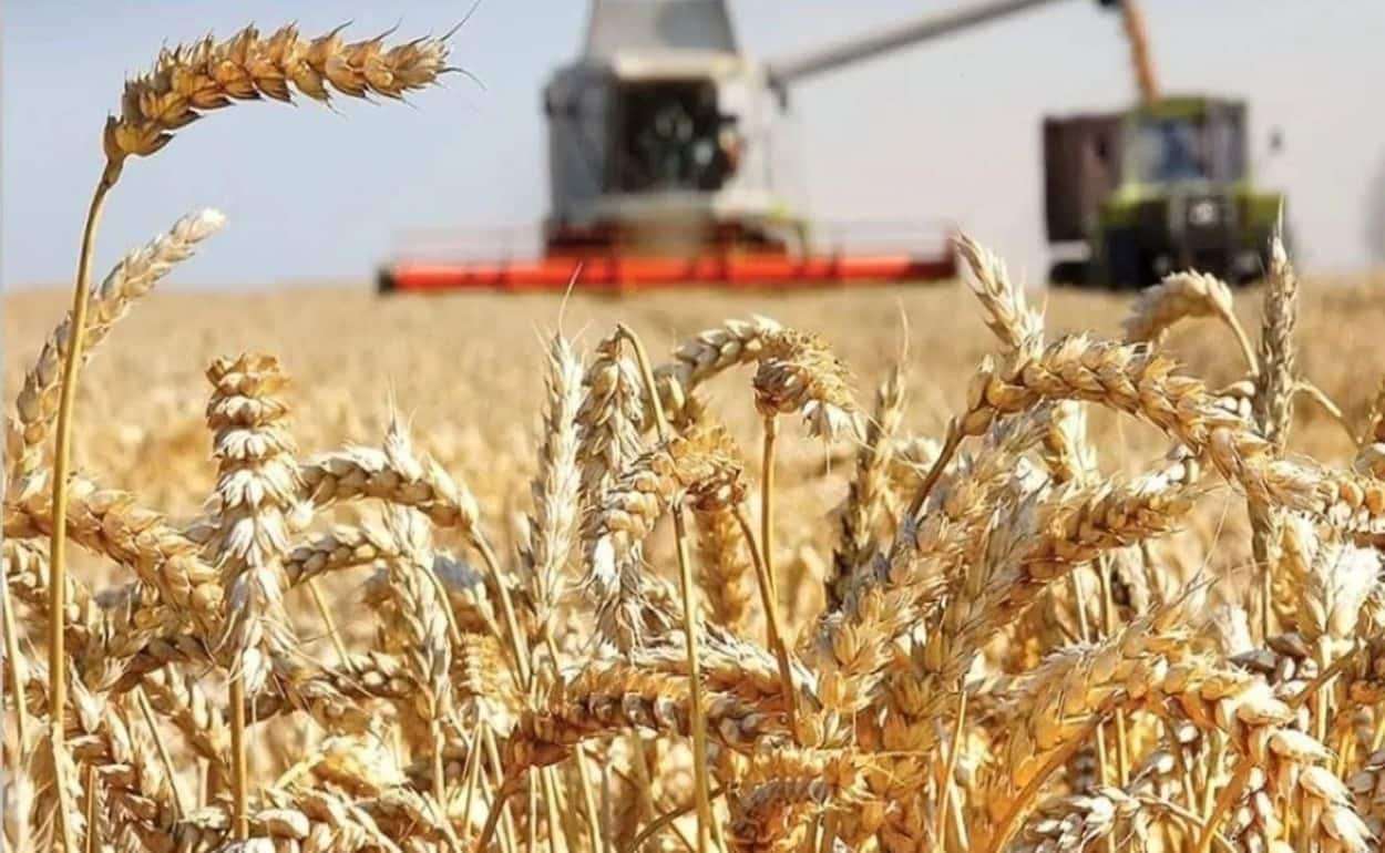 В сезоне 2026/27 мировое производство пшеницы сократилось на 3% - agroexpert.md