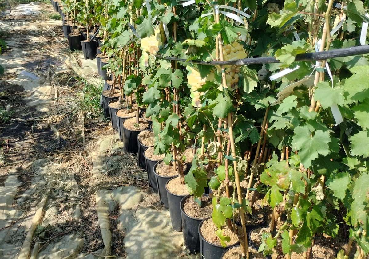 Depozit nou pentru coarde și butași de viță-de-vie: Cât costă investiția - agroexpert.md