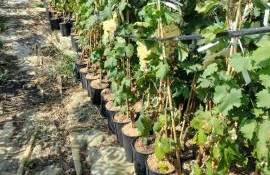 Depozit nou pentru coarde și butași de viță-de-vie: Cât costă investiția - agroexpert.md