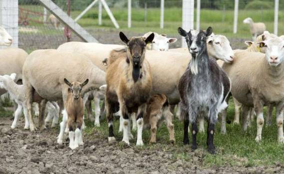 Zeci de ovine și caprine au fost abandonate până au murit de foame - agroexpert.md