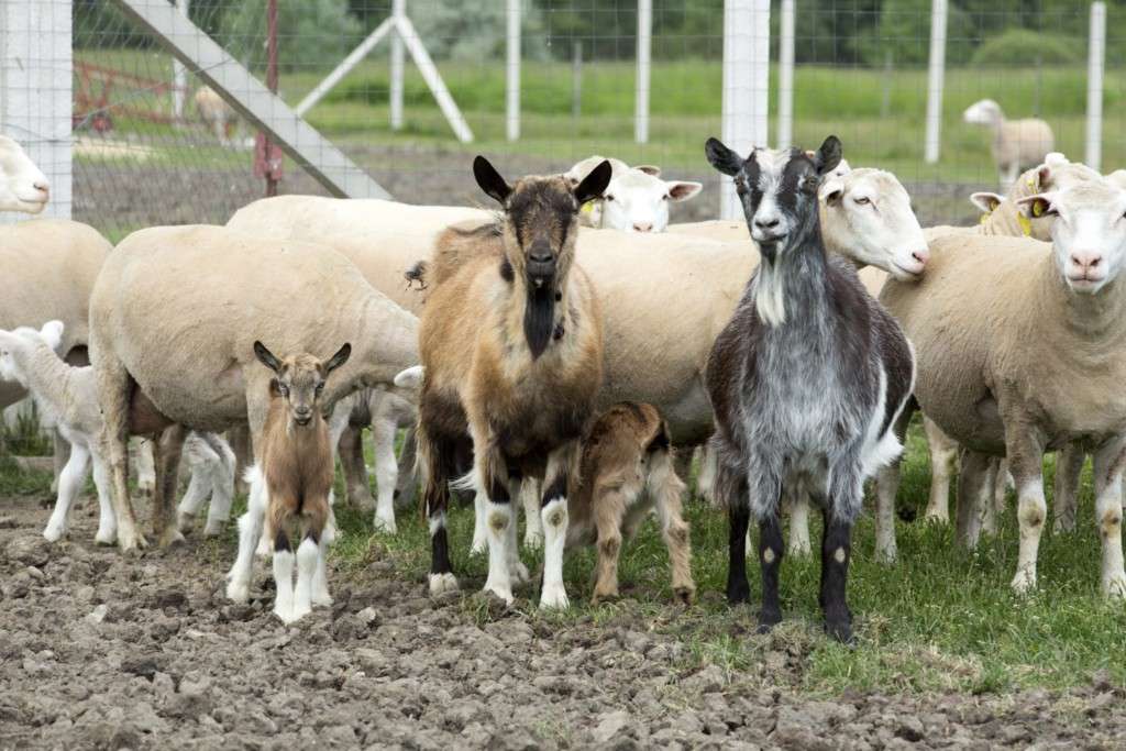 Zeci de ovine și caprine au fost abandonate până au murit de foame - agroexpert.md