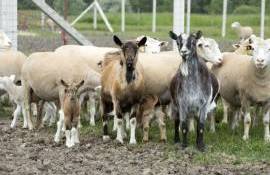 Zeci de ovine și caprine au fost abandonate până au murit de foame - agroexpert.md