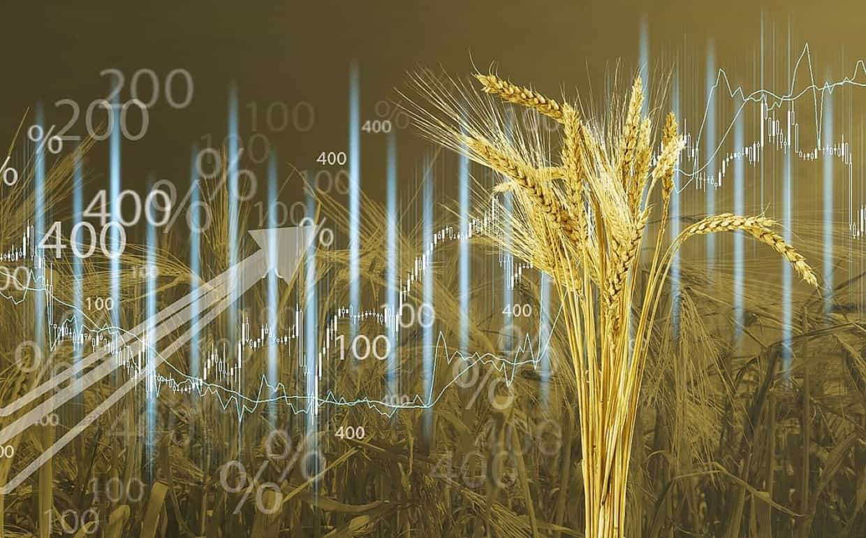 Пшеница на бирже дешевеет на ожиданиях завершения войны в Украине - agroexpert.md