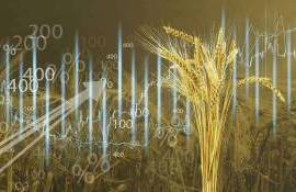 Пшеница на бирже дешевеет на ожиданиях завершения войны в Украине - agroexpert.md