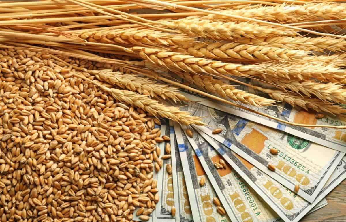 Засуха в Западной Европе вызвала рост цен на пшеницу на 23–30 процентов - agroexpert.md