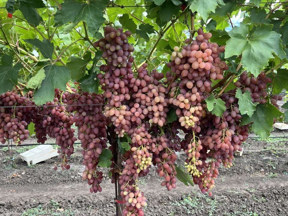 15 tone/ha: Kișmiș Lucistîi revine în atenția viticultorilor - agroexpert.md