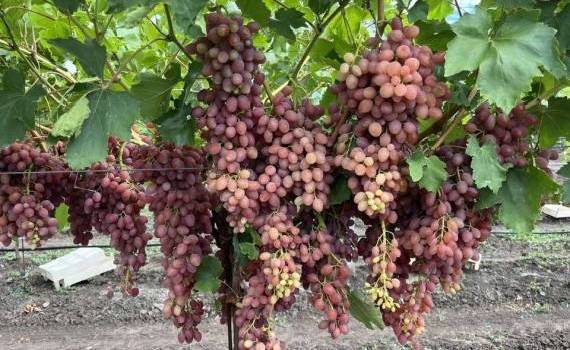 15 tone/ha: Kișmiș Lucistîi revine în atenția viticultorilor - agroexpert.md