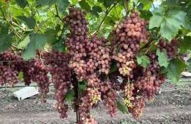 15 tone/ha: Kișmiș Lucistîi revine în atenția viticultorilor - agroexpert.md