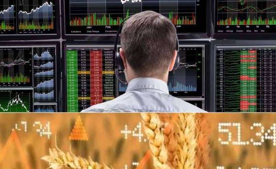 Пшеница в Чикаго продолжает дешеветь после рекордного падения - agroexpert.md
