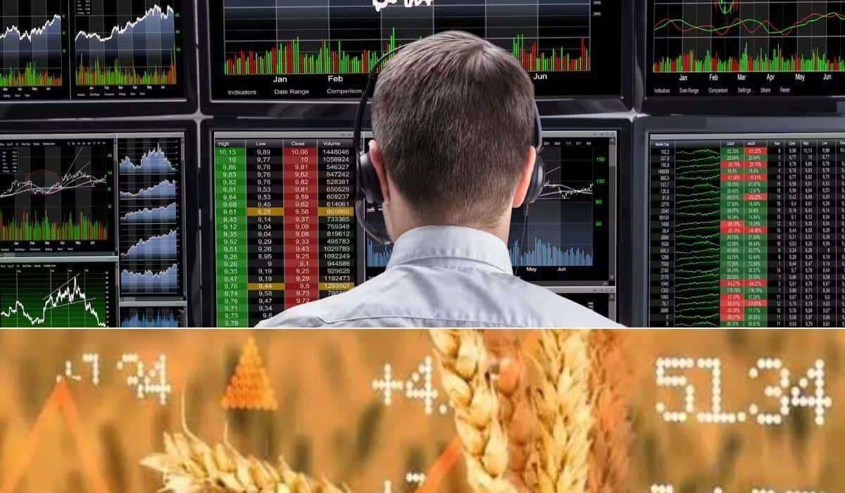 Пшеница в Чикаго продолжает дешеветь после рекордного падения - agroexpert.md
