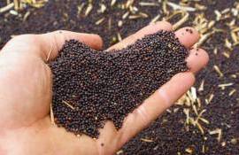 Краткий обзор европейского рынка рапса: цены и факторы влияния - agroexpert.md