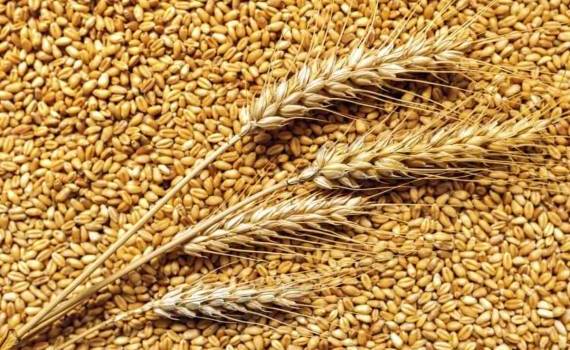 США перехватили лидерство в мировой торговле зерном - agroexpert.md