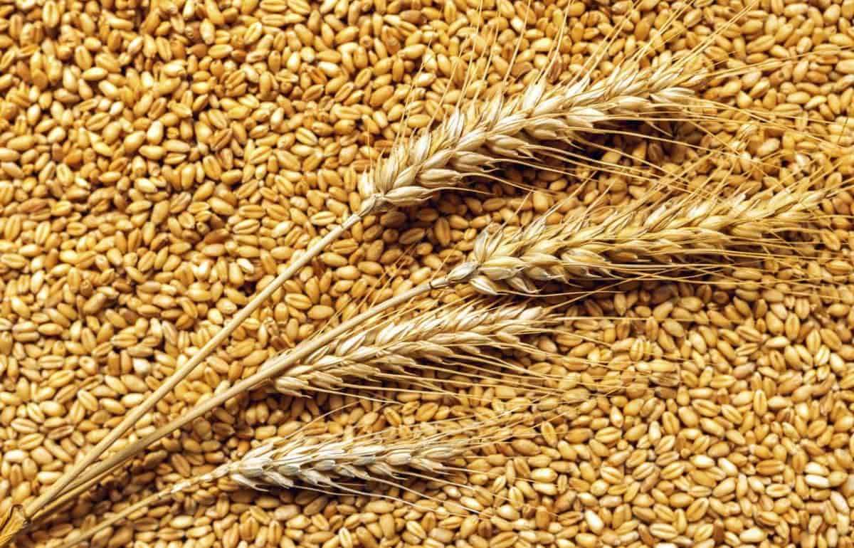 США перехватили лидерство в мировой торговле зерном - agroexpert.md