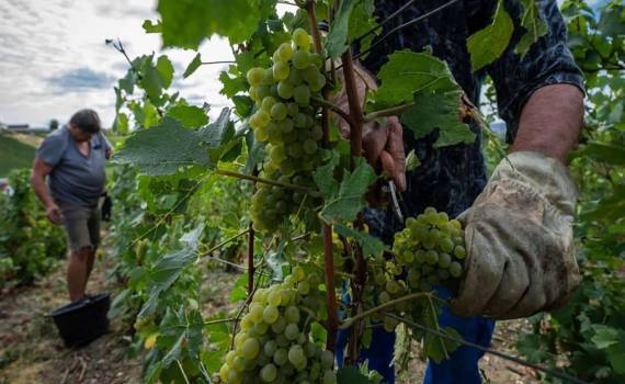 Франция начала сбор винограда на месяц раньше из-за аномальной жары - agroexpert.md