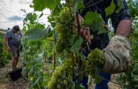 Франция начала сбор винограда на месяц раньше из-за аномальной жары - agroexpert.md