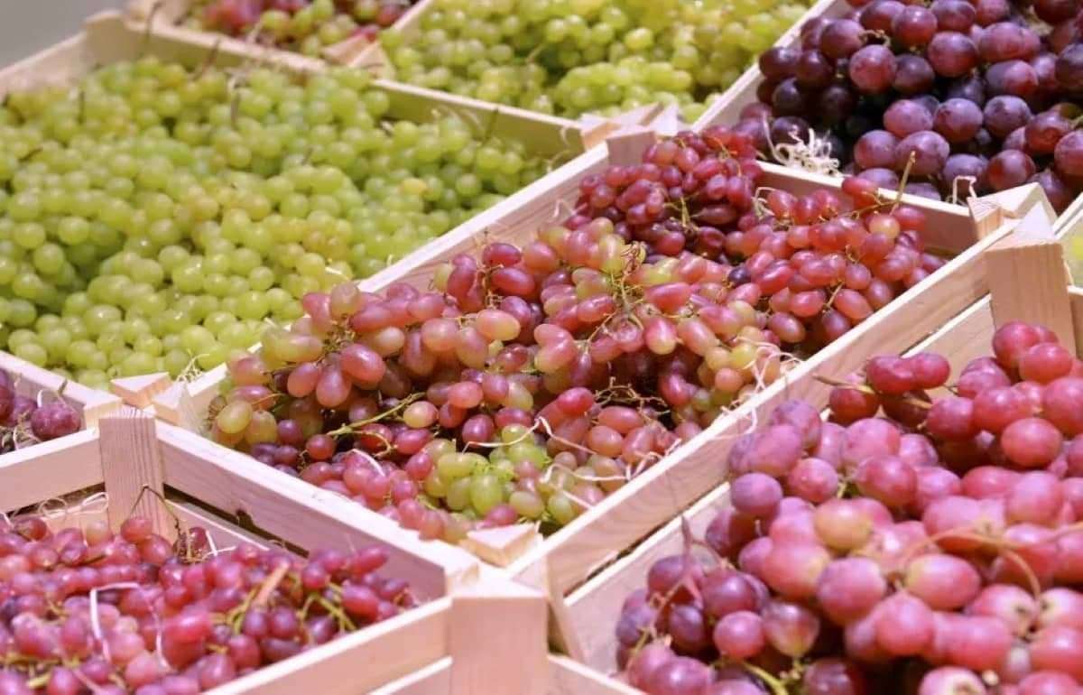 Рынок столового винограда под давлением предложения: цены снижаются - agroexpert.md