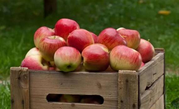 Венгрия ожидает самый низкий урожай яблок за последние полвека - agroexpert.md