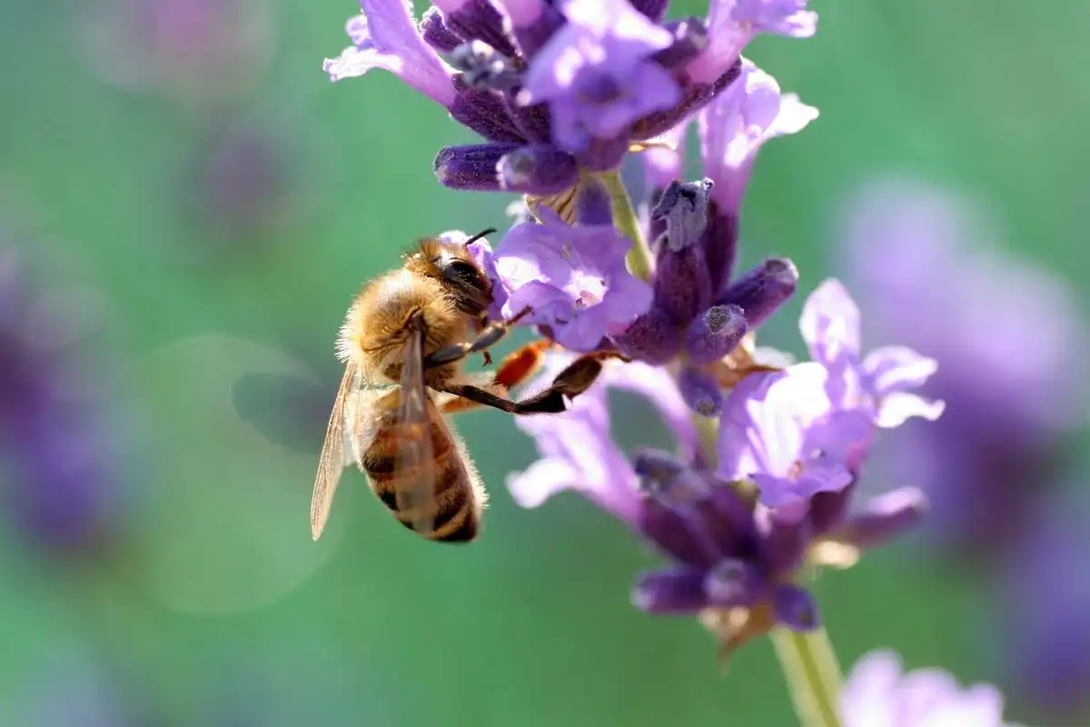 Comisia Europeană interzice României să acorde autorizații de urgență nejustificate pentru anumite pesticide