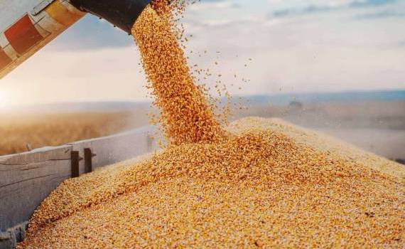 Licențiere pentru importurile de cereale. Legea, publicată în Monitorul Oficial - agroexpert.md