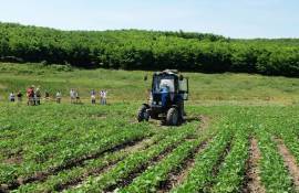 Granturi de până la 15.000 de dolari pentru sprijinirea fermierilor - agroexpert.md