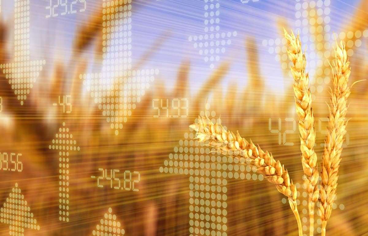 Цена пшеницы на бирже Euronext в начале недели немного выросла - agroexpert.md