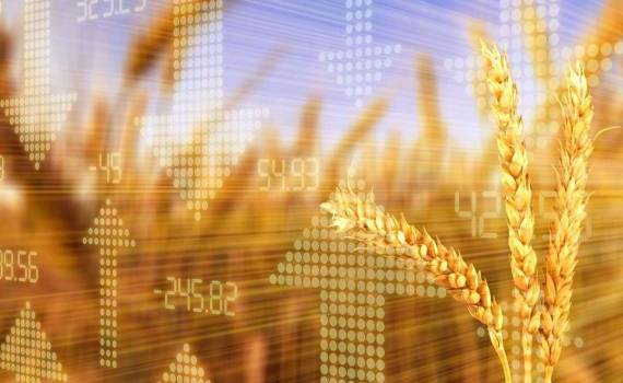Цена пшеницы на бирже Euronext в начале недели немного выросла - agroexpert.md