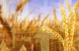 Цена пшеницы на бирже Euronext в начале недели немного выросла - agroexpert.md
