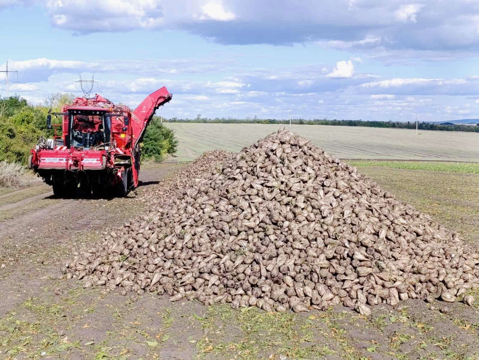 Începe recoltarea sfeclei de zahăr - agroexpert.md