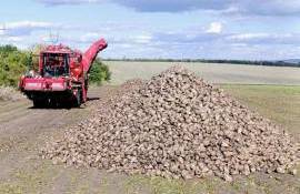 Începe recoltarea sfeclei de zahăr - agroexpert.md