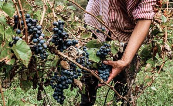 Recoltarea strugurilor, întârziată cu două săptămâni. Ce spune Gaberi - agroexpert.md