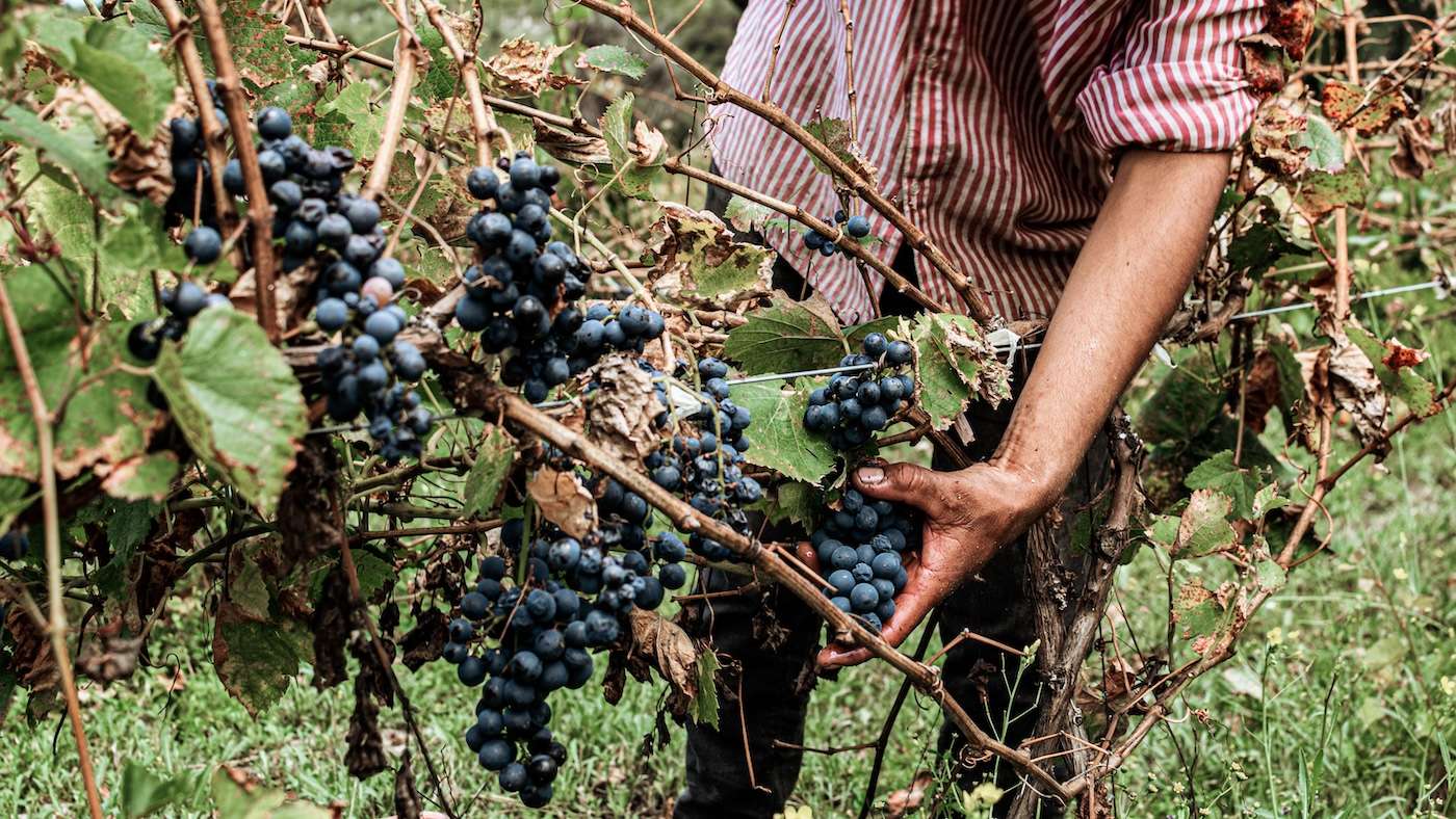 Recoltarea strugurilor, întârziată cu două săptămâni. Ce spune Gaberi - agroexpert.md