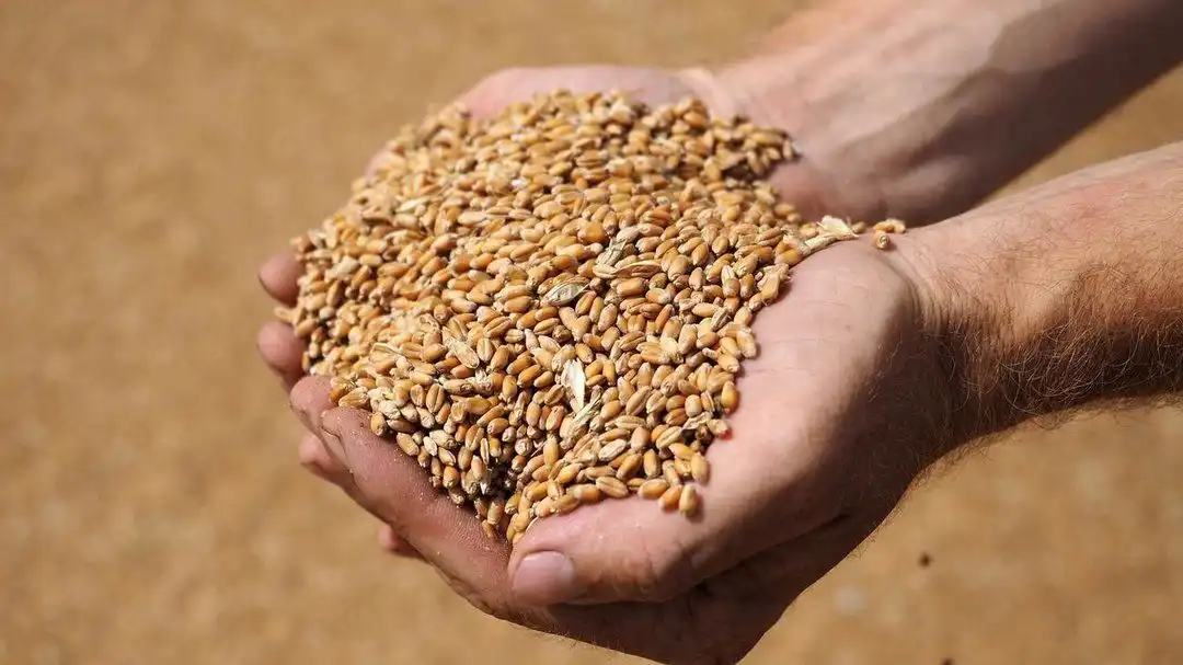Украина увеличит экспорт зерна на 1 млн т в 2019/20 МГ — USDA