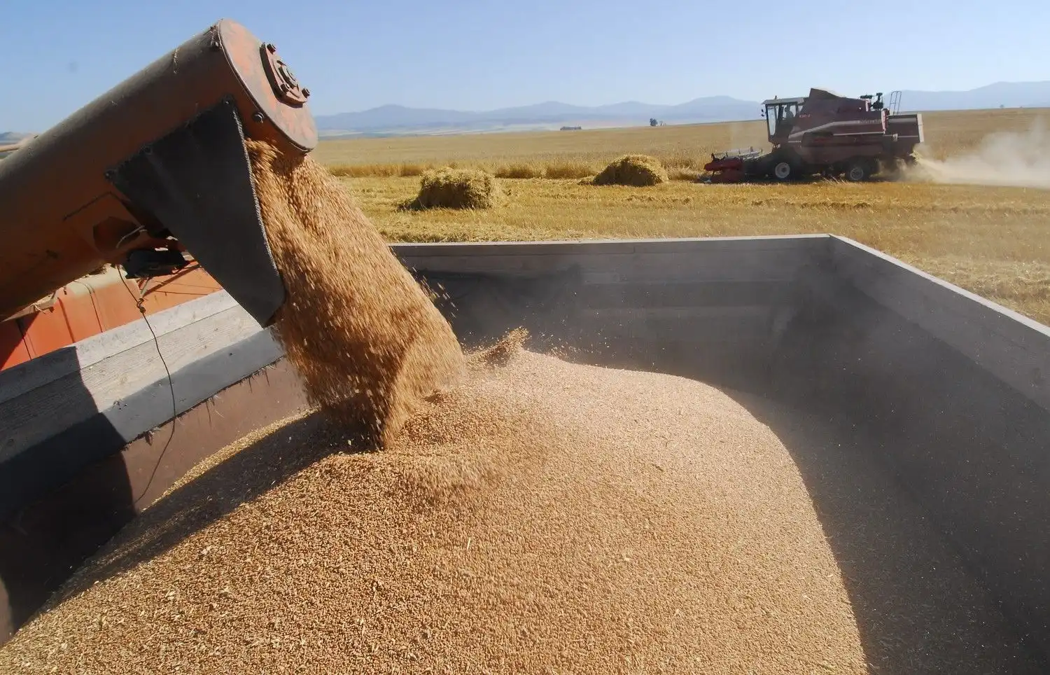 Strategie Grains повысил прогноз европейского экспорта мягкой пшеницы