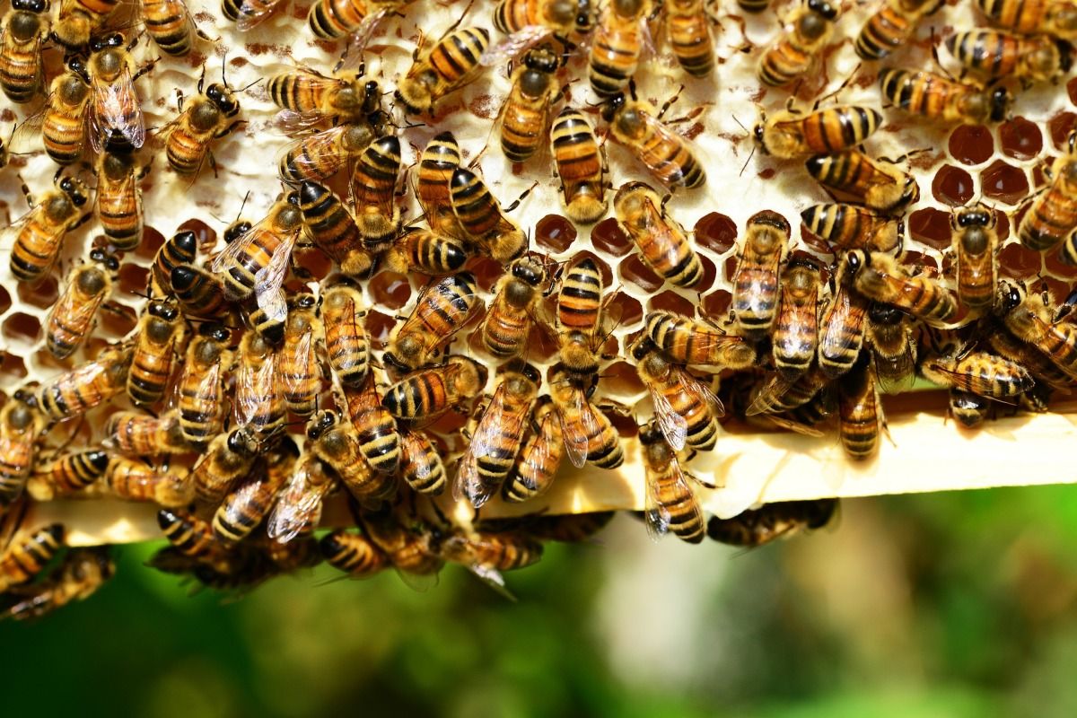 популяция пчел