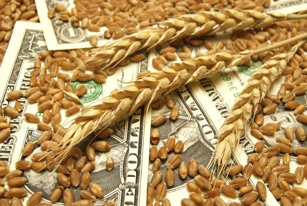 Цены на черноморскую пшеницу значительно повышаются