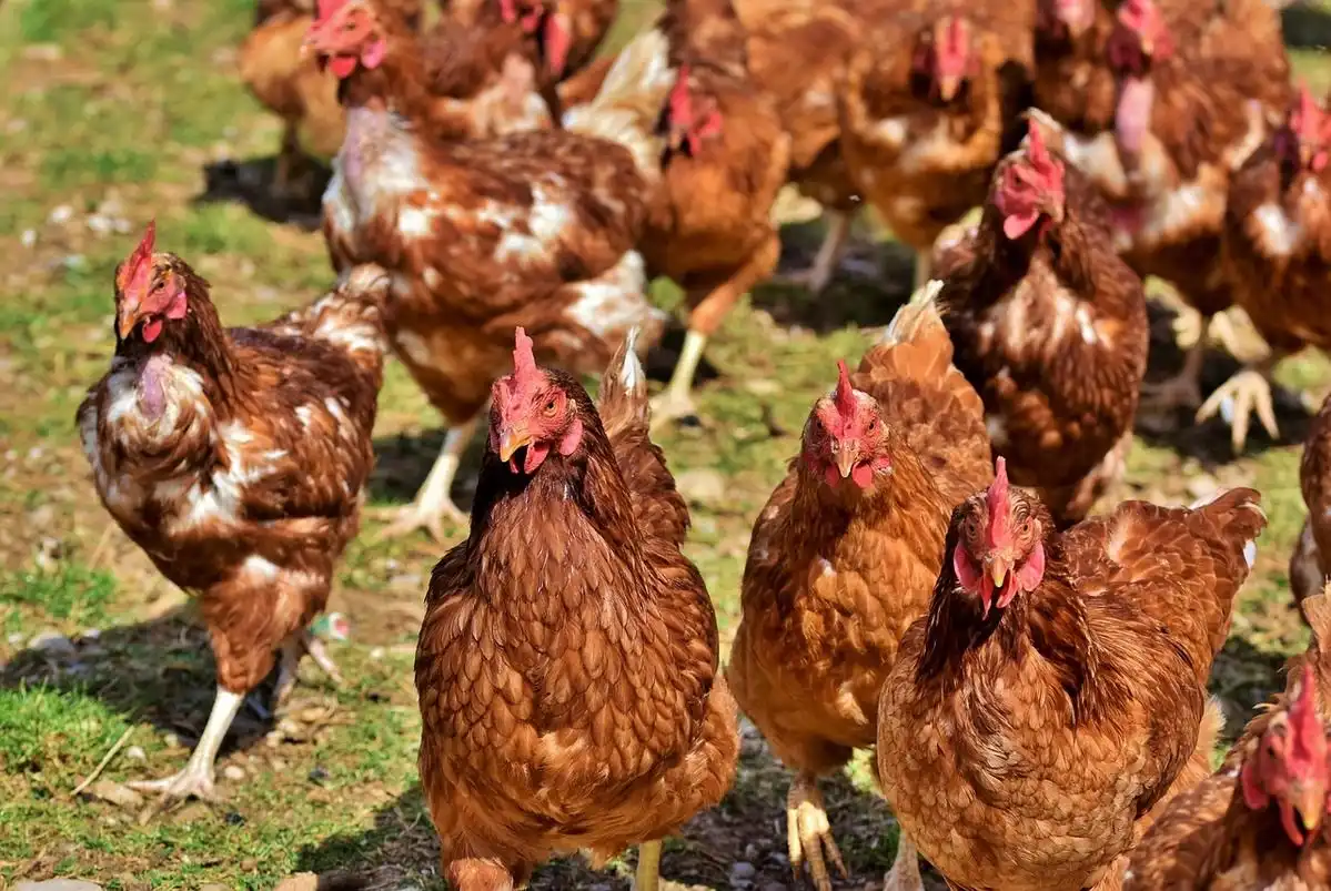 Producătorii din sectorul avicol informează că prețul la carnea de pasăre nu se va majora