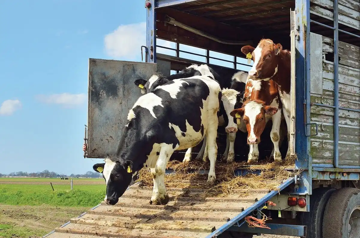 Transportul animalelor vii suscită dispute la nivel european