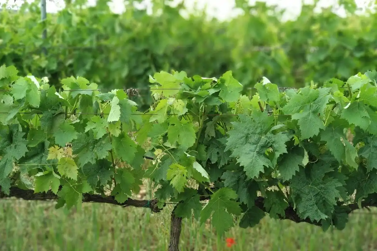 Înghețurile târzii de primăvară: Recomandări pentru viticultori