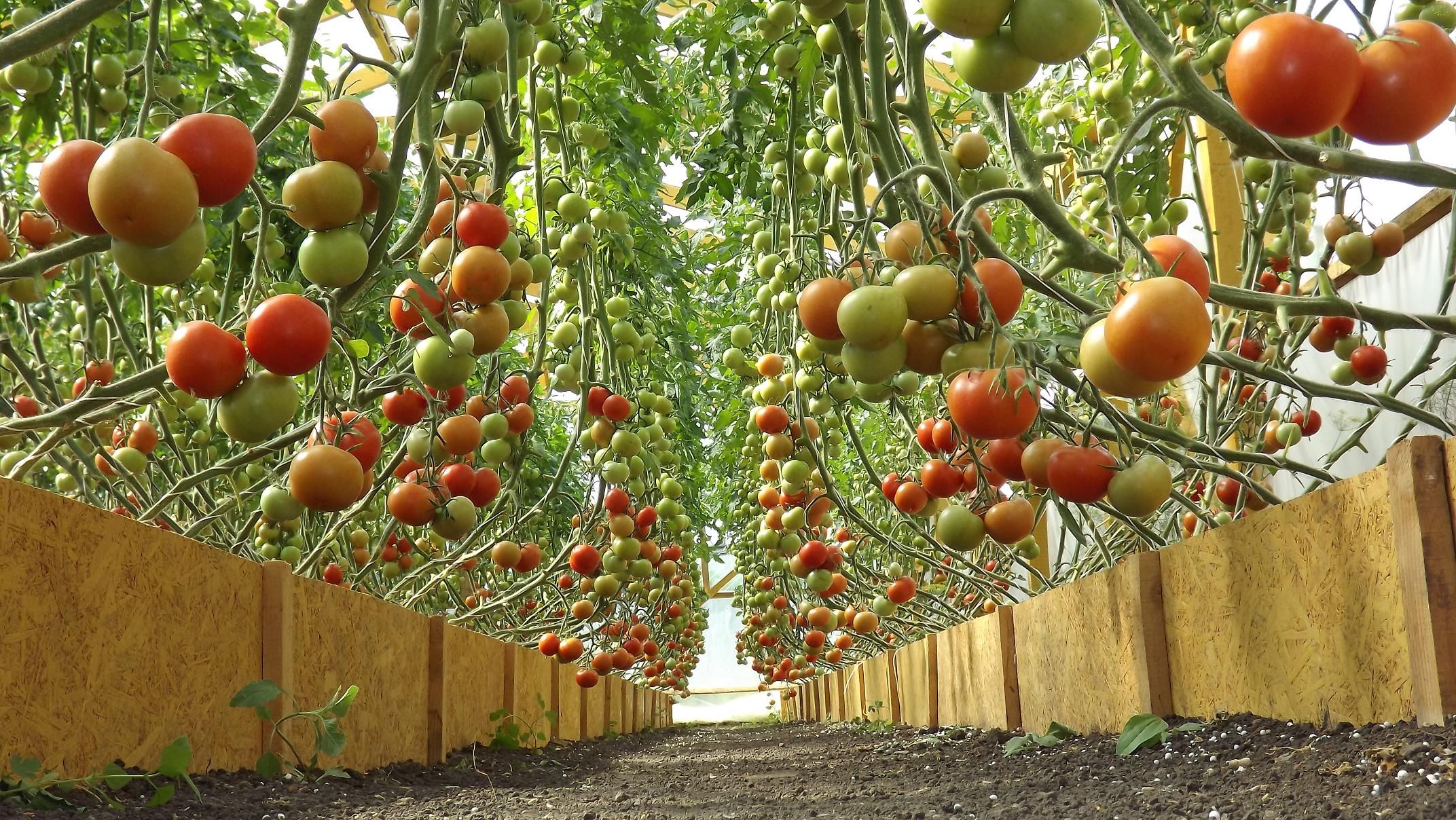 Способы выращивания помидоров. Подвязывание помидоров в теплице. Черри высокорослые. Подвязать томаты в теплице. Подвязка помидор в теплице.